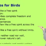 Similes for Birds